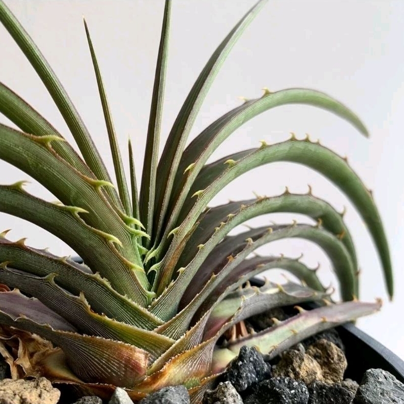 Dyckia estevesii