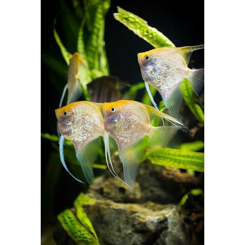 Sepasang Indukan Manfish Golden Red Eye Pearl Scale - ETALASE