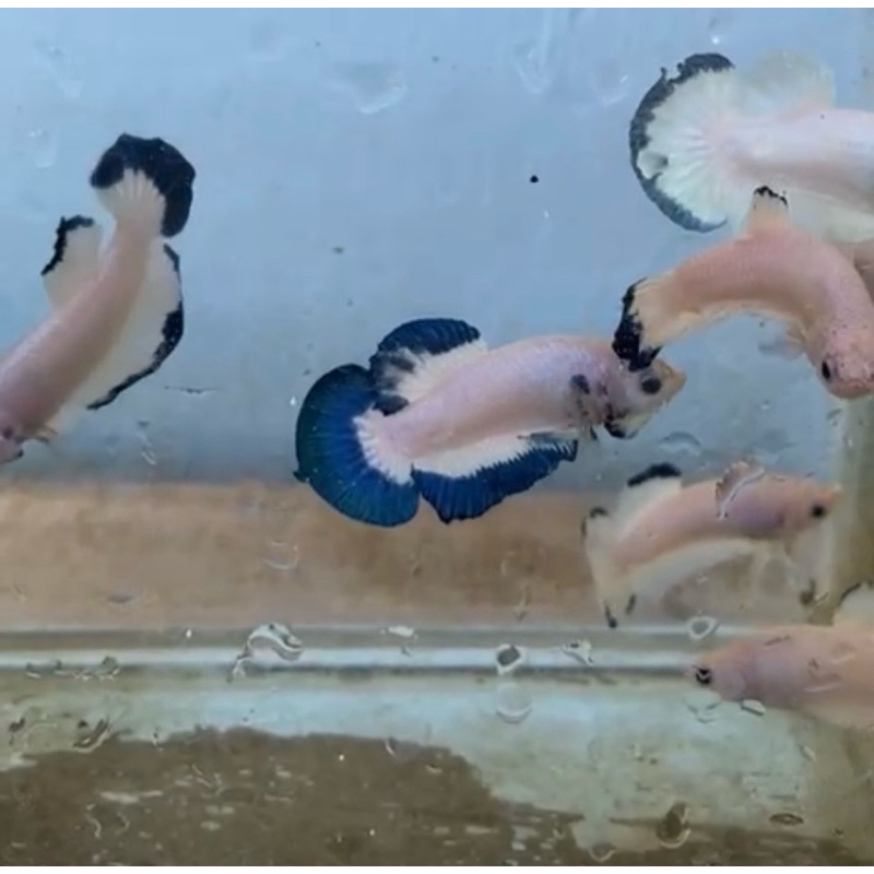 hiasan aquarium cupang blue rim per 10