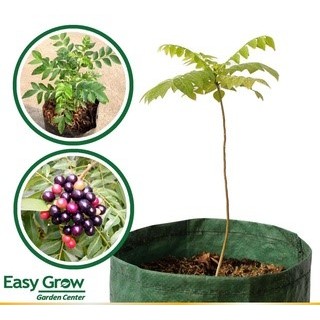 Bibit Daun Kari (Salam Koja)