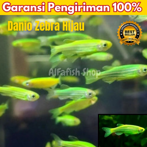 Danio Zebra Hijau / Hiasan Aquarium / Hiasan Aquascape