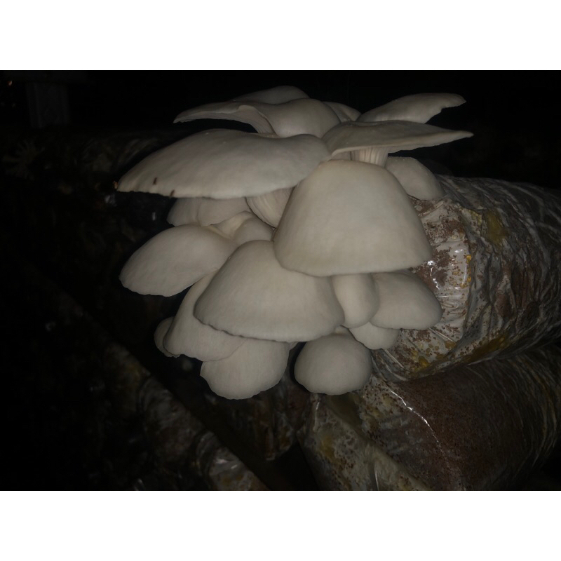 

baglog jamur tiram putih