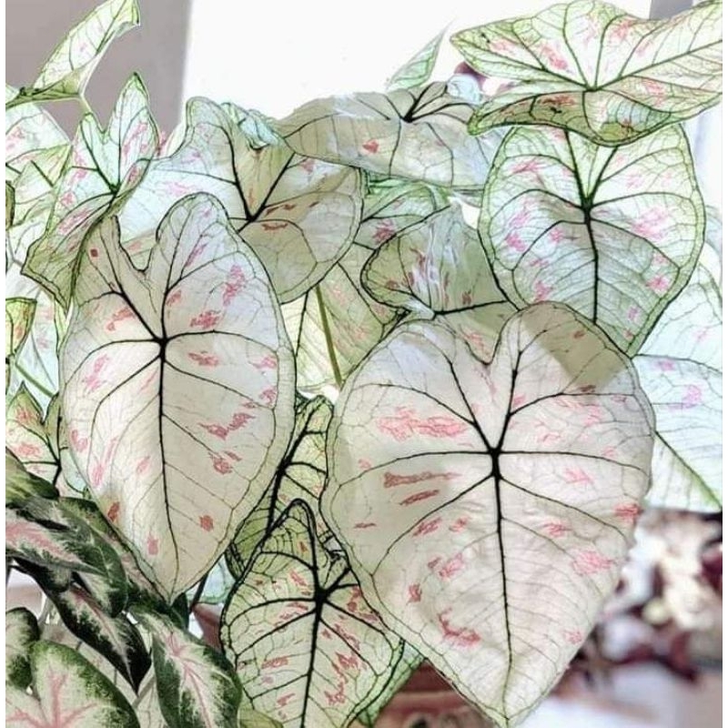 caladium strawberry star