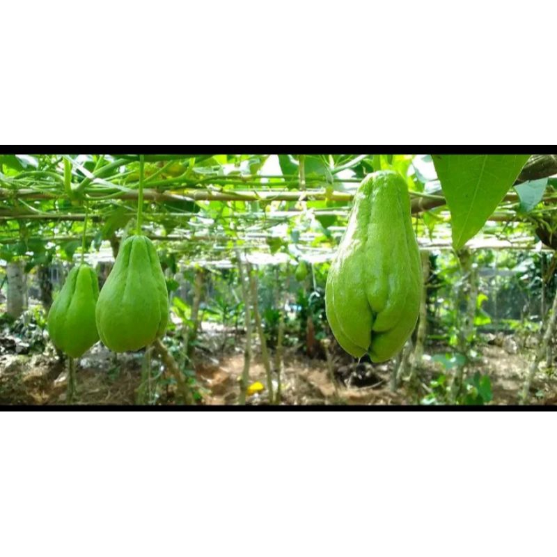 

labu Siam / jipang 1000 gram