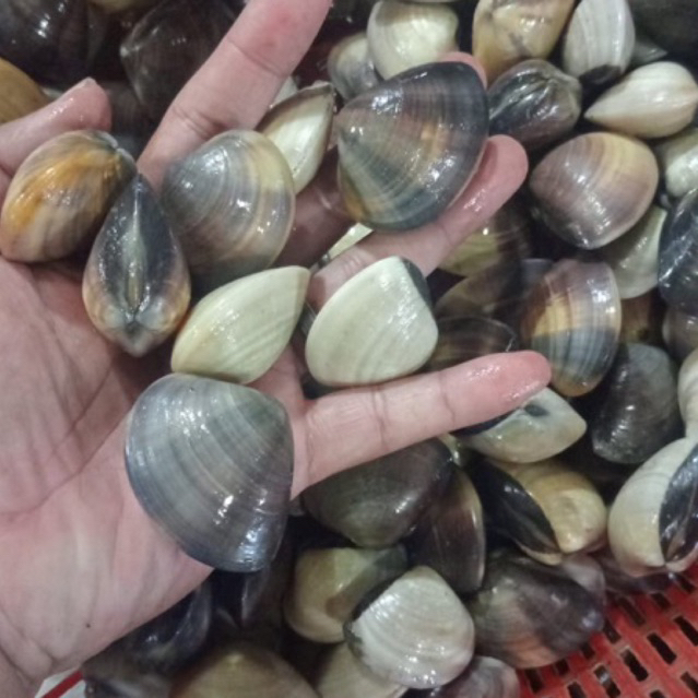 

Kerang Tahu Kepa Segar 1 Kg