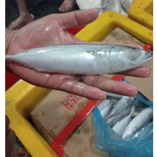 

Ikan Makarel Salem Sarden Beku Frozen Fresh