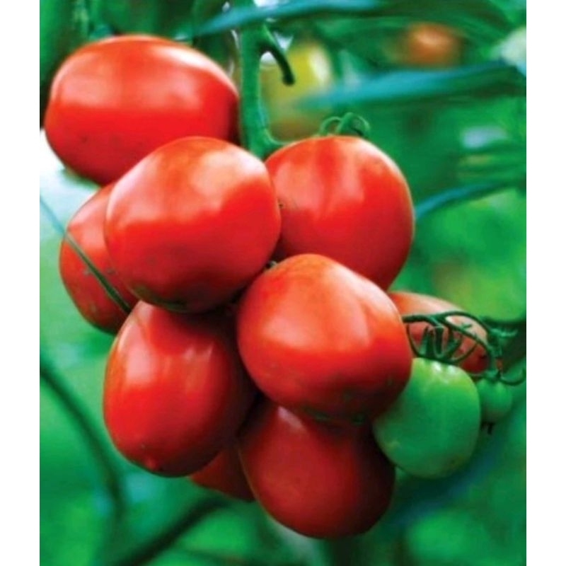 

tomat merah 1 kg