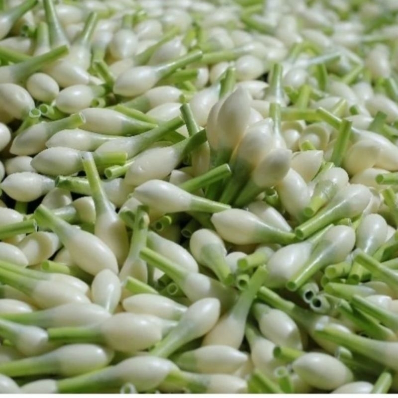 Melati Kuncup palsu mirip asli isi 100