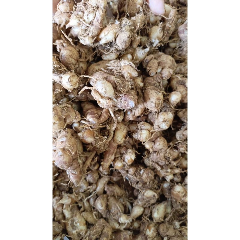 

KEMASAN ( 5KG ) KENCUR/CIKUR ASLI CIAMIS WANGI ENAK COCOK UNTUK BUMBU SEMUA JENIS MASAKAN DAN