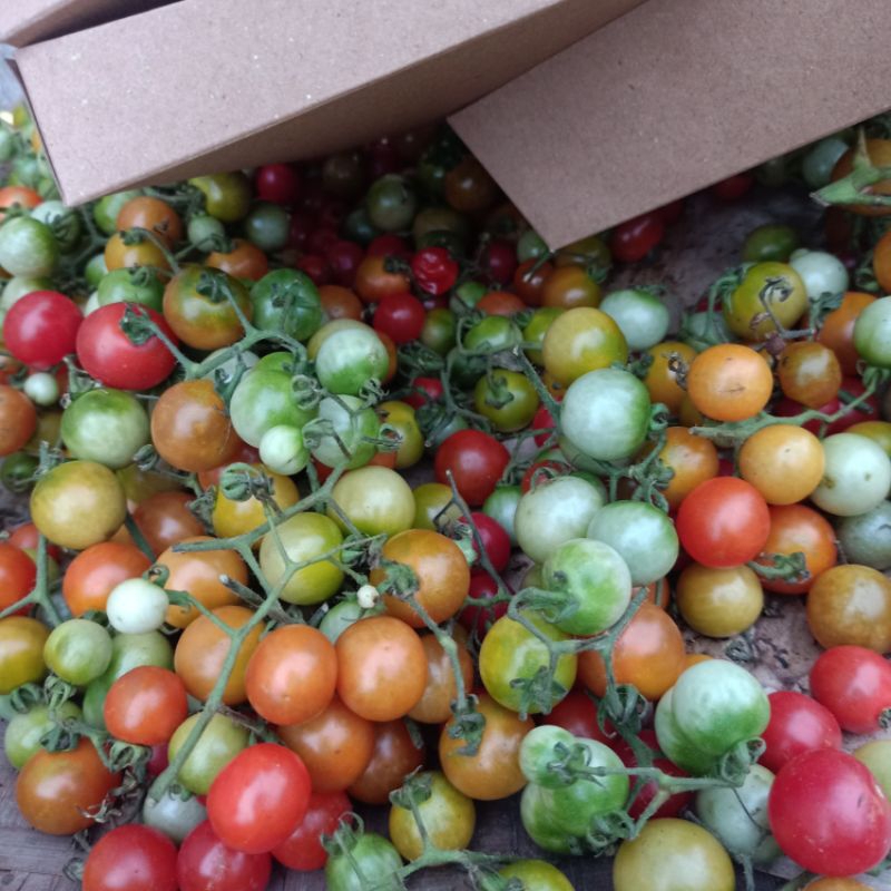 

Rempai Fres Tiap Hari Panen Jadi Barang Selalu Fres