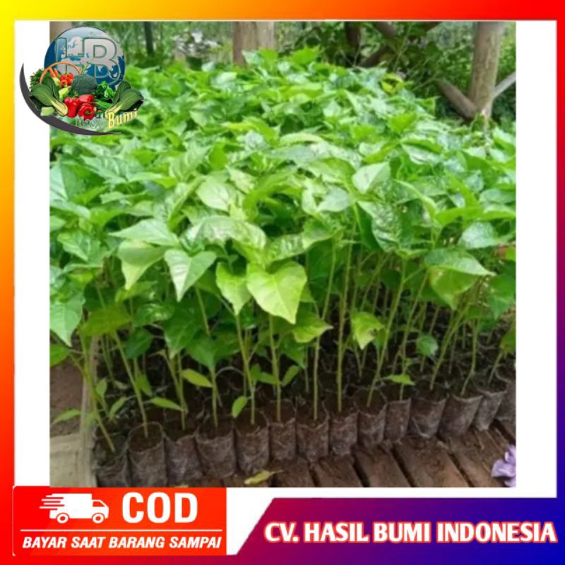 Bibit Cabe rawit pohon cabe rawit super