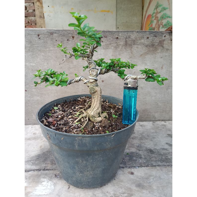 bonsai sancang mame-small