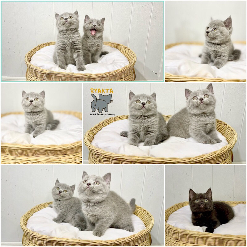 kucing bsh