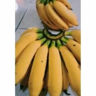 Bibit pisang uli asli  bibit super siap tanam bibit pisang uli
