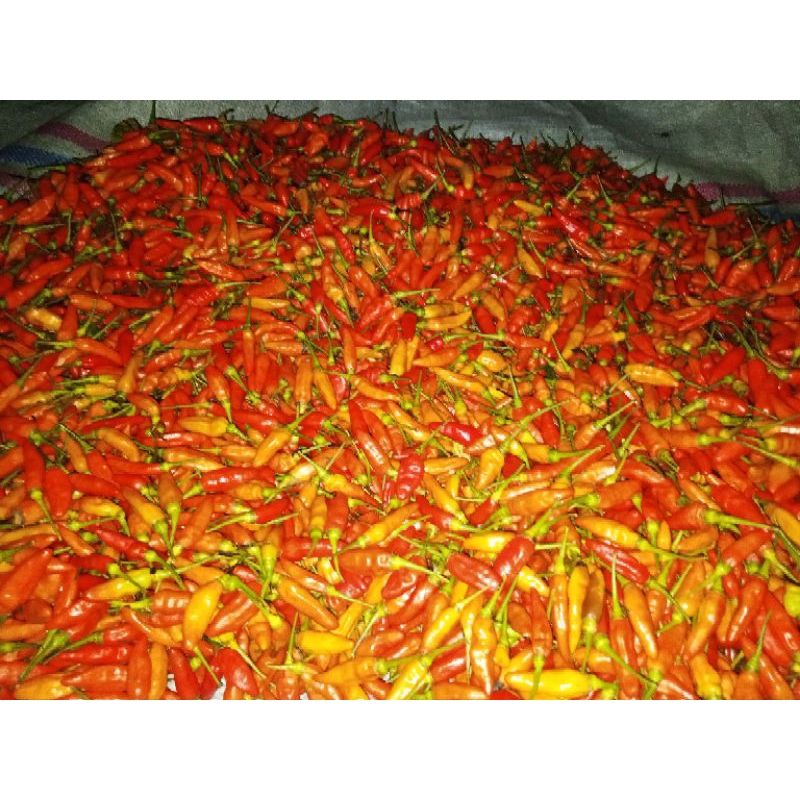 

cabai rawit setan merah murah 1kg