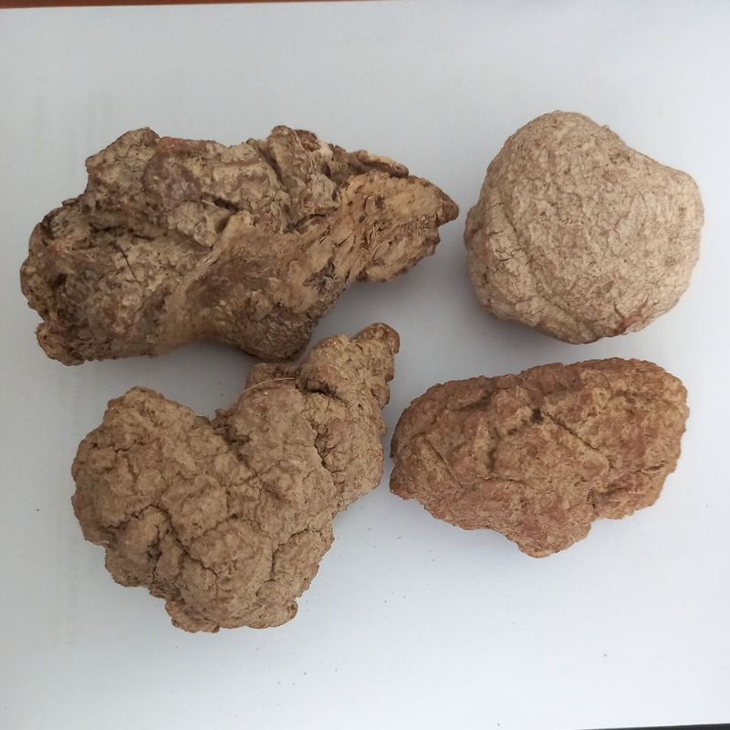 jamur susu harimau obat herbal