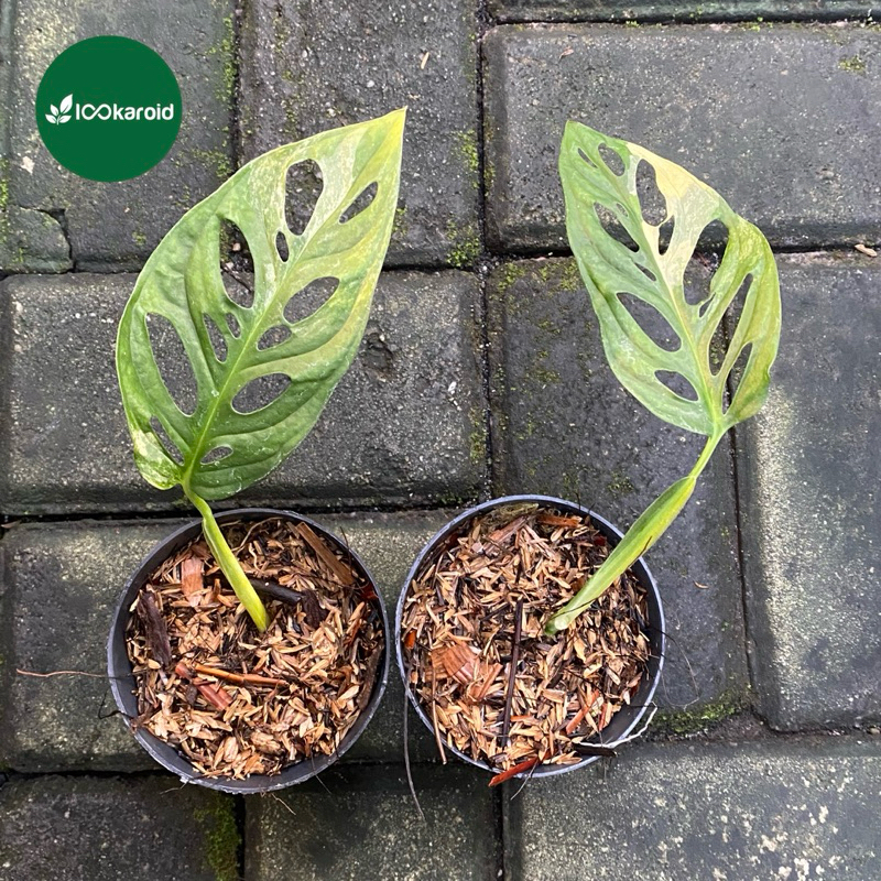 Monstera Adansonii Variegata Yellow Japan | Janbol Varigata Kuning