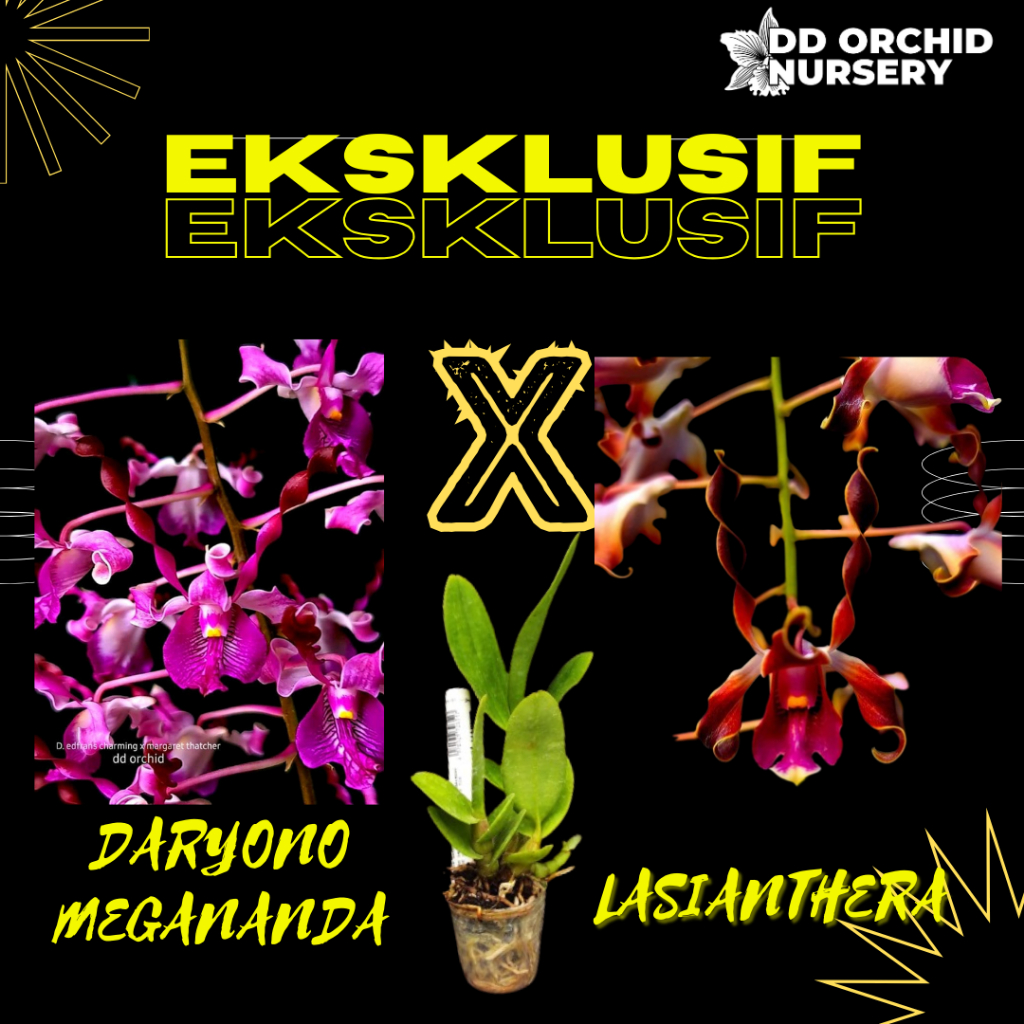 DD Orchid Seedling Anggrek Dendrobium Daryono Megananda X Den. lasianthera