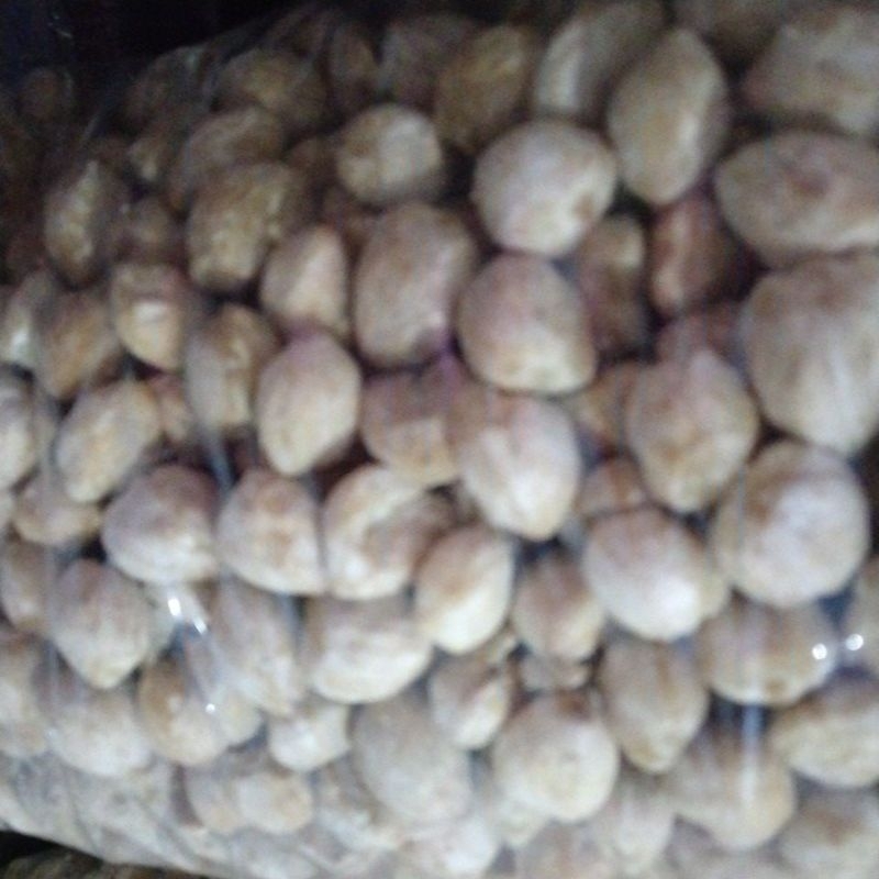 

kemiri bulat