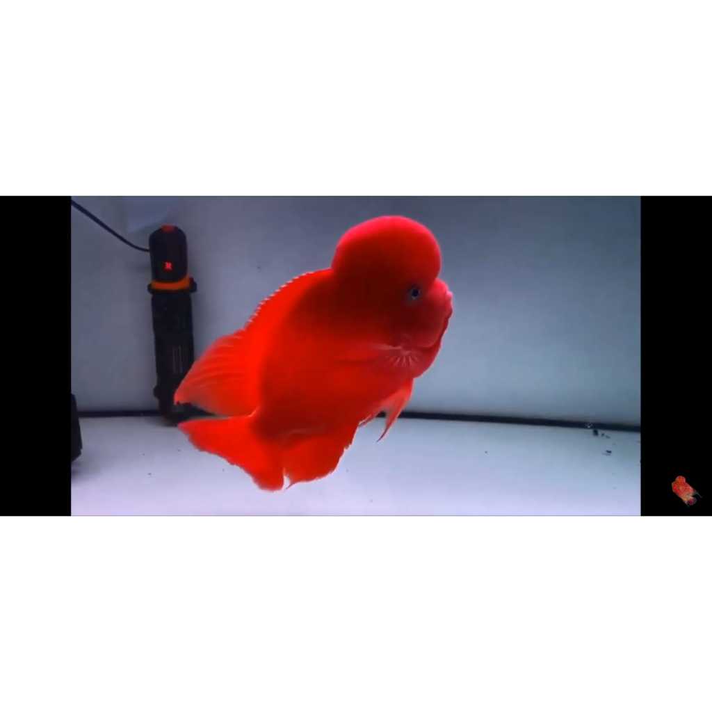 Burayak Louhan Super Red Monkey Import Thailand 4-5cm