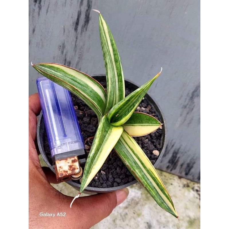 Sansevieria Patens / Ed Eby Variegata Lapis