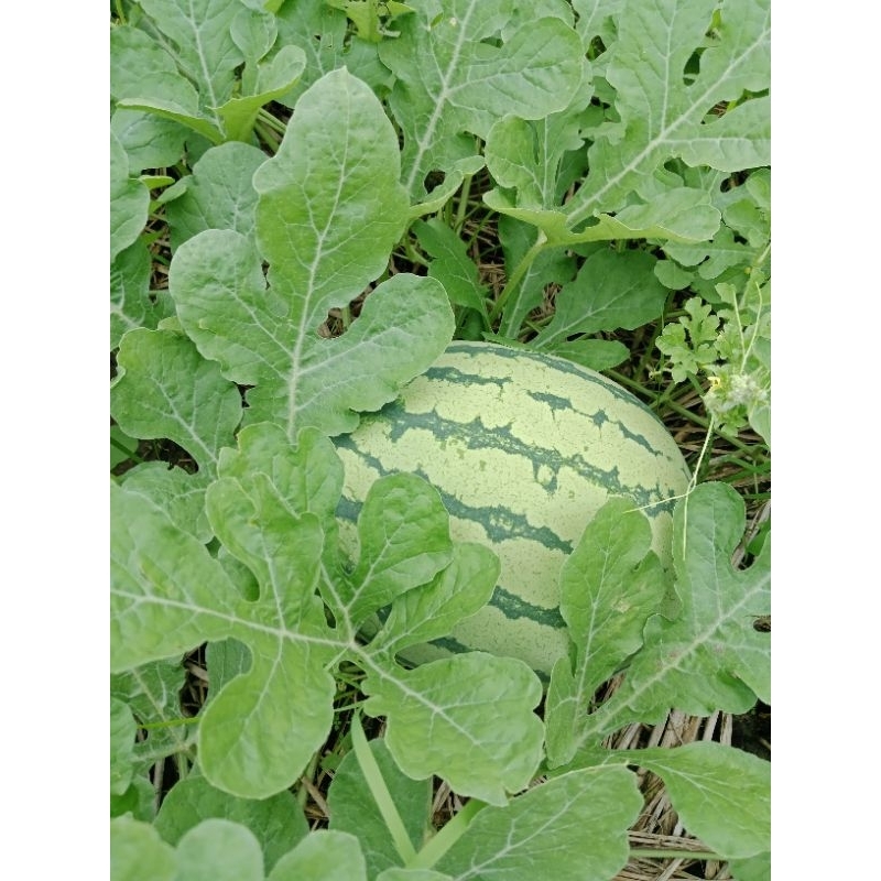 

semangka