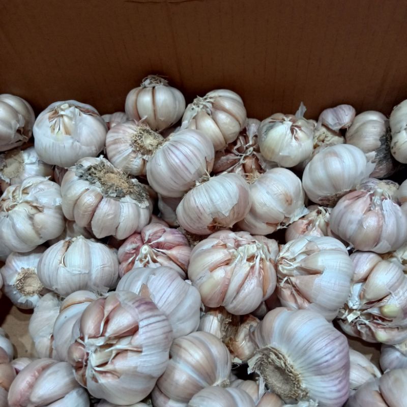 

bawang putih netto 1kg
