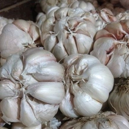 

Bawang Putih Murah dan berkualitas /500 gram