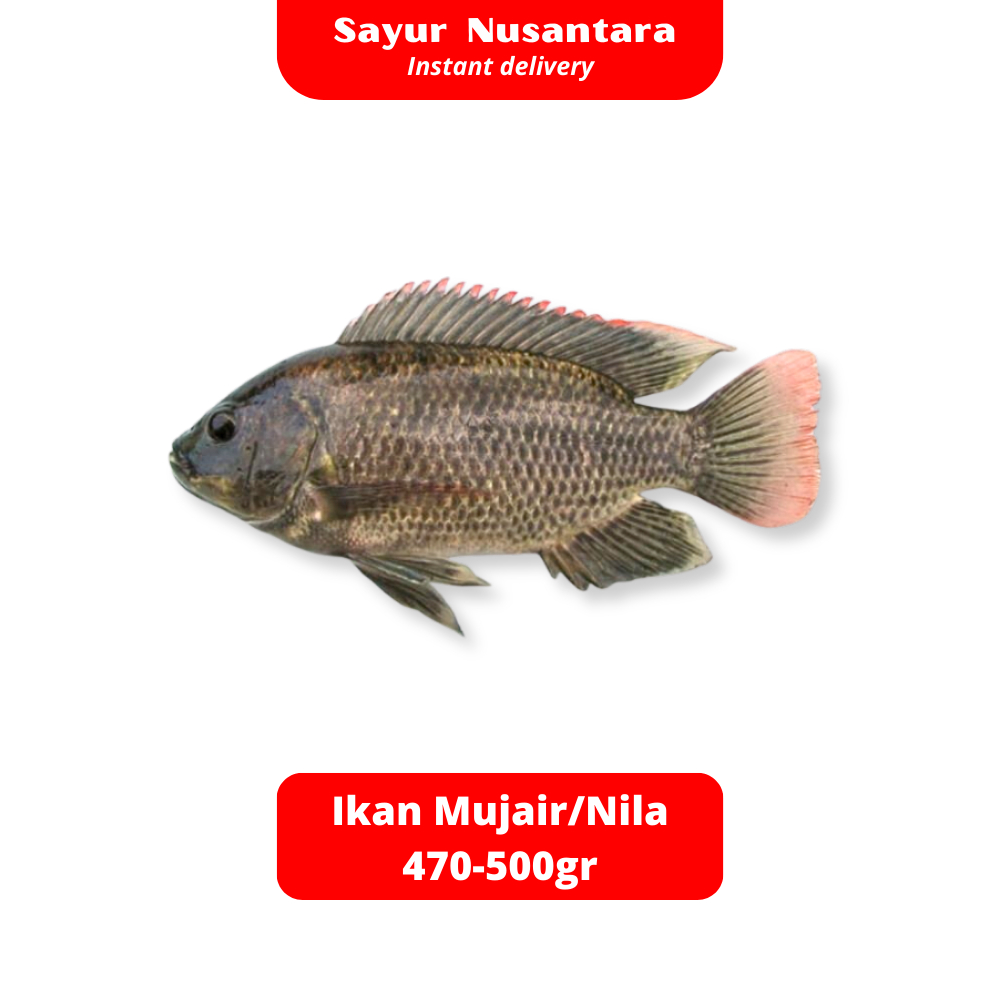 

Ikan Mujair/Nila Sudah Dibersihkan Fresh Frozen 470-500gr - Sayur Nusantara