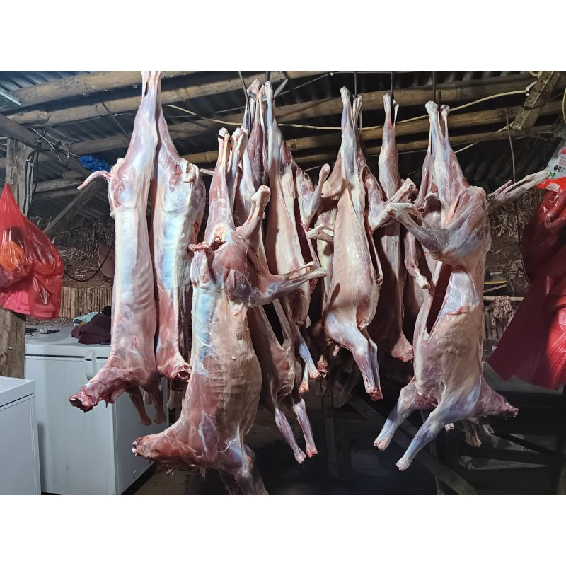 

daginng karkas domba / kambing muda