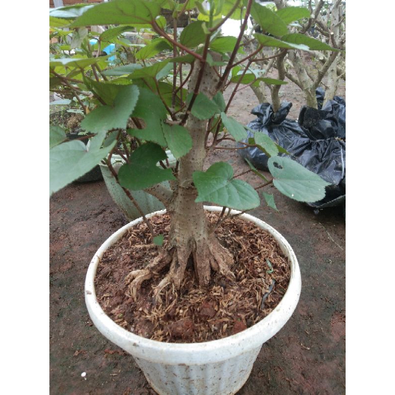 bahan bonsai waru taiwan india prokar bogel