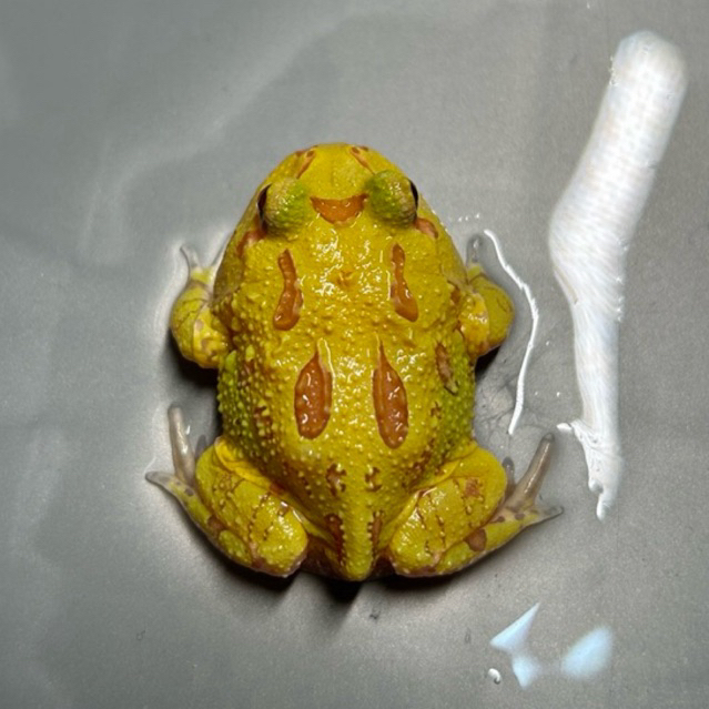 Pacman Frog Albino