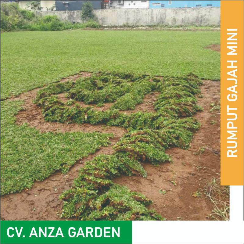 Rumput Gajah Mini | RUMPUT GAJAH | Rumput Taman Per Meter