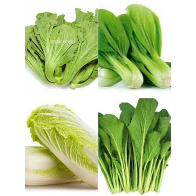 

sayur sawi putih,sawi ijo,sawi pahit,pakcoy