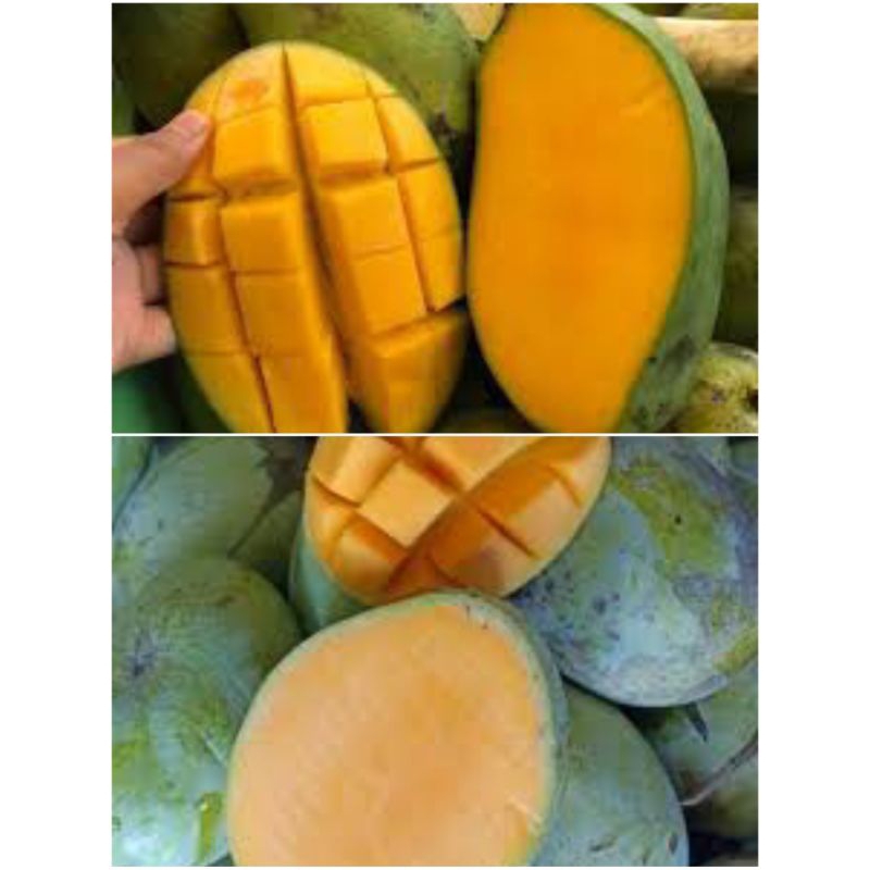 

Buah mangga Indramayu, mangga arumanis