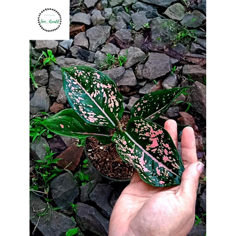 Aglonema pink dalmation