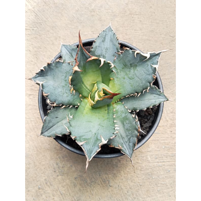 Agave titanota solar eclipse size pot 12 cm