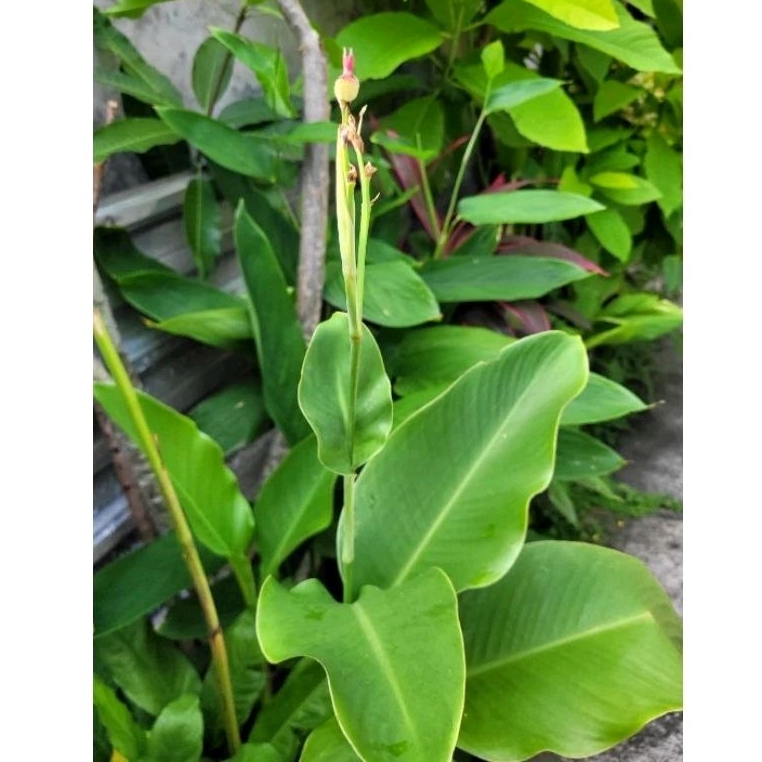 Tanaman hias Bunga Kana Merah / Canna indica