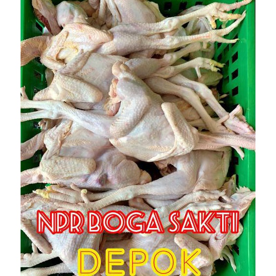 

Ready Stok Ayam Pejantan Fresh Ayam Kalasan Fresh Harga Distributor