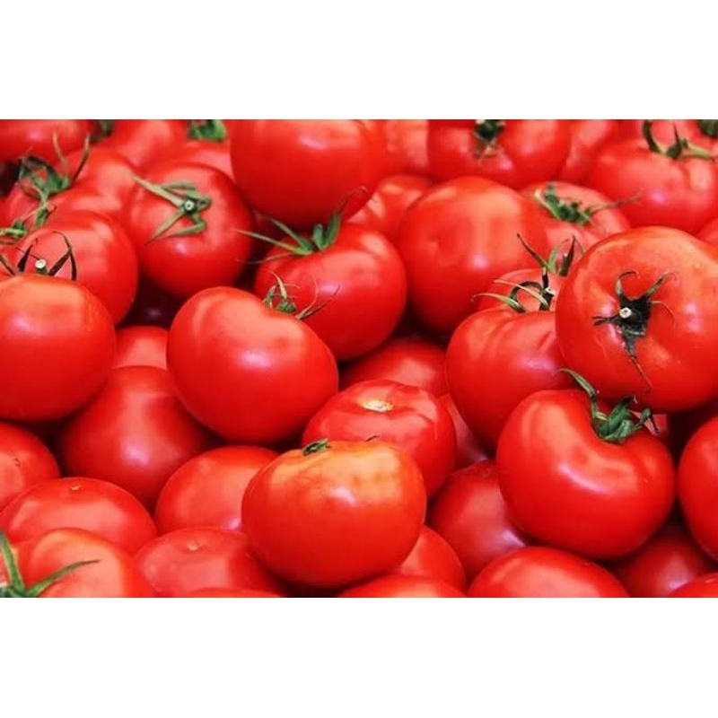 

Tomat Merah & Hijau