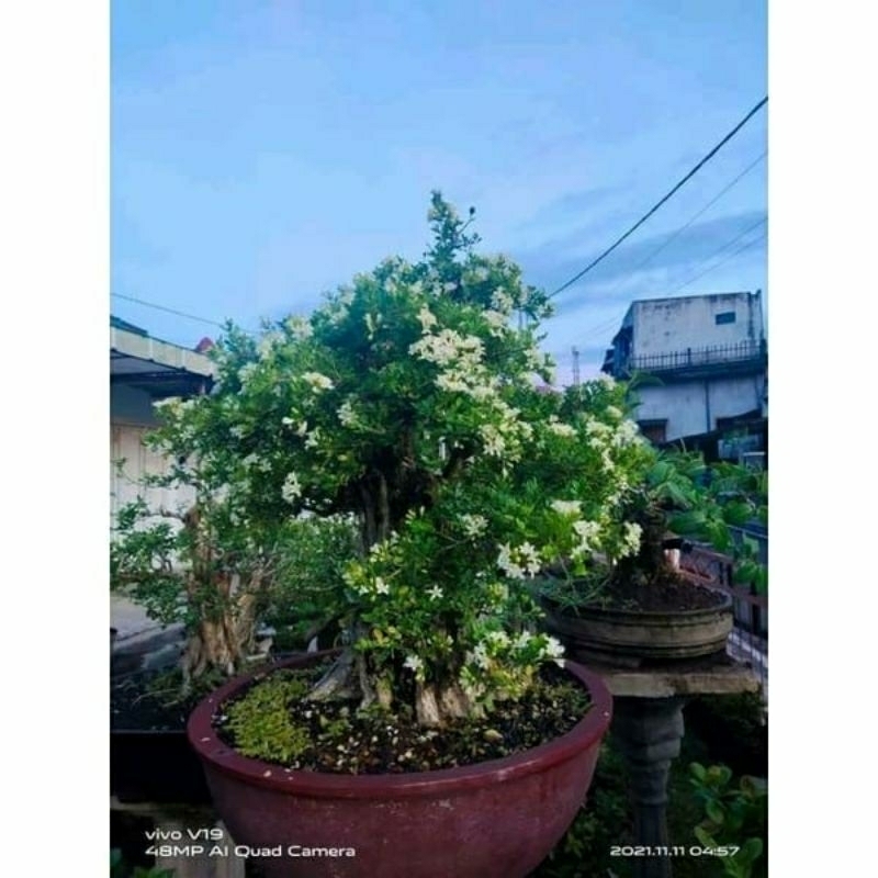 bahan bonsai tanaman hias bunga wangi kemuning micro