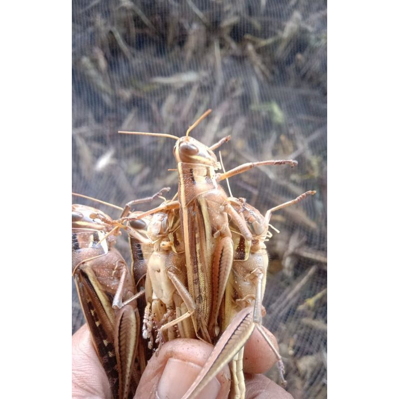 Belalang/Walang Dami Kemasan 1/2 kg (500 gram di timbang setelah matang)pesan baru goreng