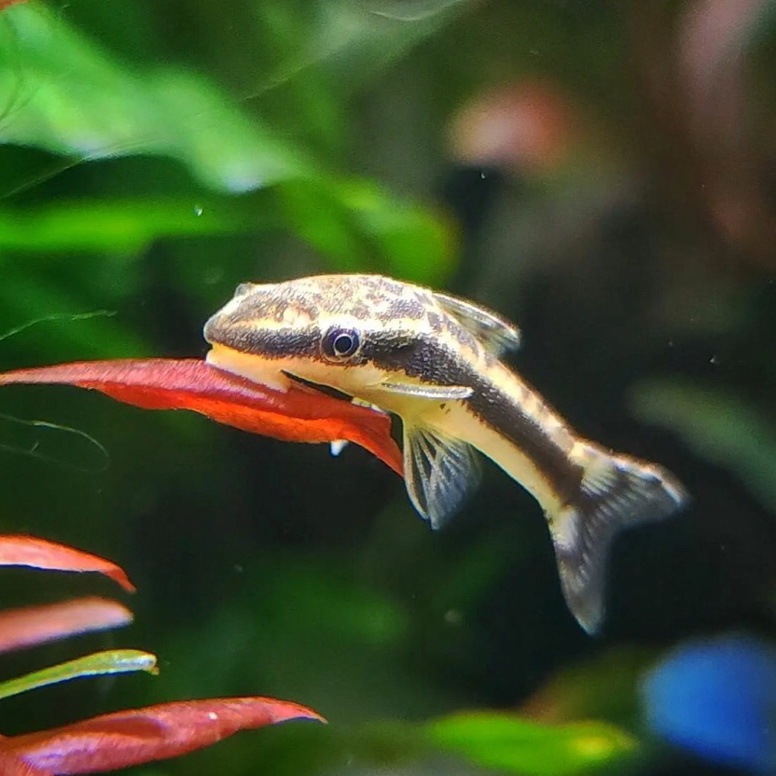 ART B79W Otocinclus affinis alga eater  ottosinklus pembersih alga