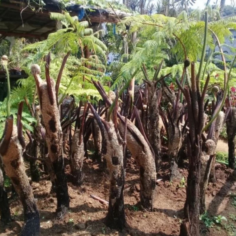 pakis paku tiang/pakis monyet tinggi 1,5 meter