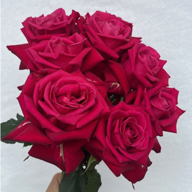 BUNGA ROSE MAWAR HOLLAND PINK FUSCHIA _ Bunga Potong Segar