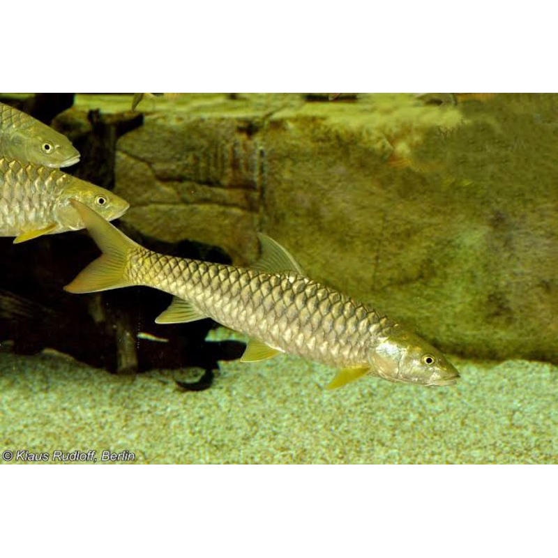 mahseer putitora