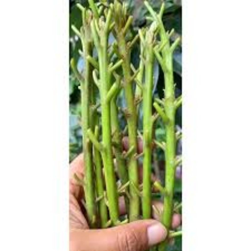 entres alpukat pluwang unggul