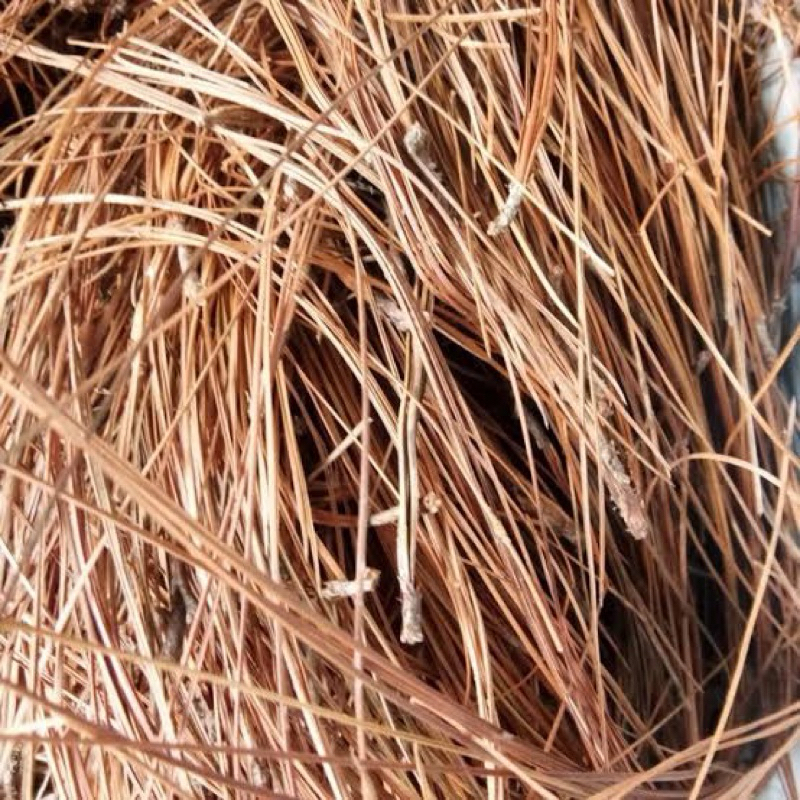 

DAUN PINUS KERING 500 gr