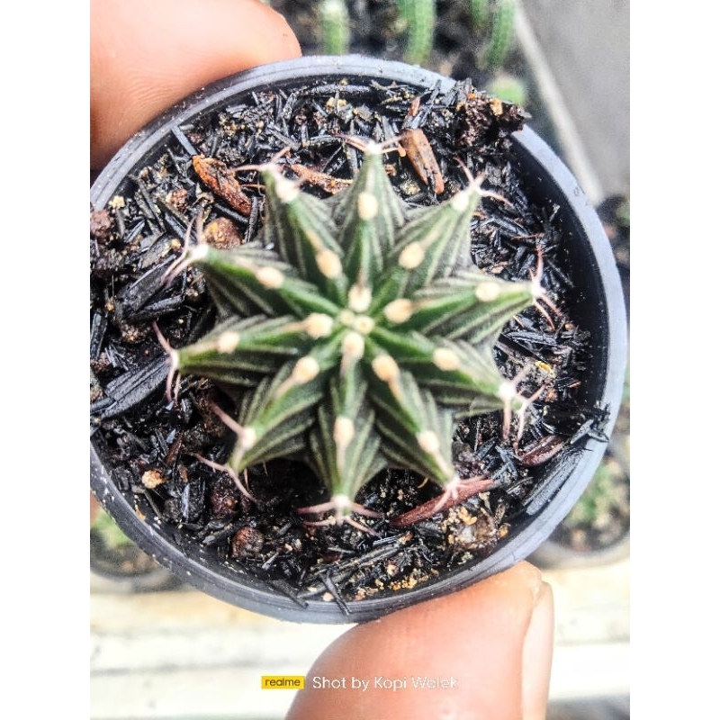 Kaktus Gymno LB hibrid