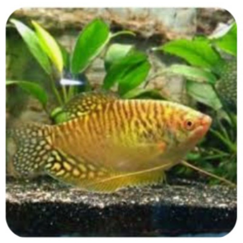 ikan hias sepat madu size M isi 5 ekor